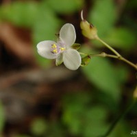 Murdannia zeylanica (C.B.Clarke) G.Brückn.